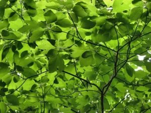 Questa immagine mostra un albero di sassafras, con le sue foglie di un verde intenso, che cresce in un bosco di quercia e sicomoro La vegetazione è sempreverde, con foglie che mantengono la loro colorazione brillante anche nel corso dei mesi più freddi Il terreno è ricco di verde e di vita, creando unatmosfera di pace e serenità