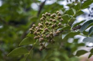 Un fiore szechuan pepe sbocciato tra lerbaceo verdeggiante della natura, con le foglie di un albero che si stagliano contro la ricca vegetazione Un bocciolo che sta per diventare un fiore, una scena che rappresenta la bellezza della natura