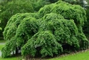Una foto che rappresenta la bellezza della natura un olmo montano, un BushAlbero, una siepe di conifere, un cespuglio e una ricca vegetazione verde, tutti allaperto in un bosco incontaminato La natura al suo meglio!