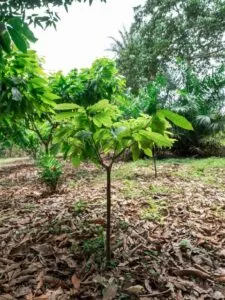 Una sfumatura di verde che si estende in profondità, fino a incontrare la vasta giungla e la lussureggiante foresta pluviale Una terra ricca di vegetazione in cui gli alberi si estendono fino a toccare il soffice suolo, e le foglie si muovono in sincronia con la brezza leggera