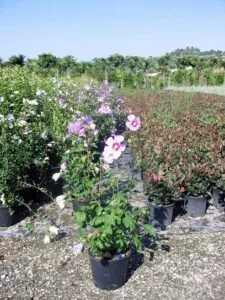 Questa immagine mostra una magia di colori e forme un giardino circondato da unabbondante vegetazione, con un albero miracoloso che svetta su tutto Al suo interno, una varietà di fiori, tra cui GardenFiore, Geranio, Anemone, Pianta in vaso, Erbaceo e Lino, che danno vita a uno spettacolo di bellezza I vasi, che contengono le piante, contribuiscono a rendere il giardino ancora più affascinante