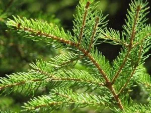 Abetem: un albero di pino e abete coniferi con un folto abete rosso in mezzo alla vegetazione