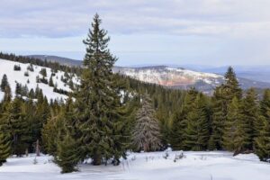 Un'immagine che ritrae un paesaggio con una lussureggiante vegetazione di conifere, tra cui un abete rosso, un albero di pino e altri esemplari di abetem