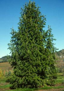 Impara a conoscere la vegetazione conifera dallalbero di abete a quello di pino, scopri questo magico mondo di piante!