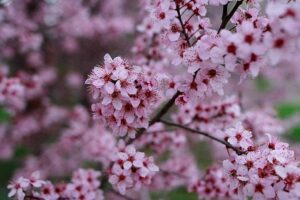 Questa immagine ritrae un albero di prugno fiorito in una splendida giornata di primavera La pianta è ricoperta da una ricca fioritura di fiori di ciliegio, creando uno spettacolare effetto di colore e bellezza Lalbero di prugno è una deliziosa visione e una meravigliosa aggiunta allambiente naturale