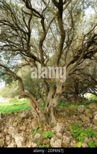 Una scena idilliaca di un bosco incontaminato un albero oleastro, una quercia, un tiglio, un acero e una magnifica acero contornati da una rigogliosa vegetazione che fa da cornice al tronco di un albero Uno spettacolo di natura incontaminata che ci fa gustare la bellezza della terra