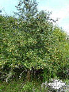 Questa bellissima immagine ci mostra la bellezza della natura con un pero selvatico che si staglia tra un cespuglio di vegetazione verdeggiante e la terra che la circonda Un albero solitario in un bosco che ci ricorda quanto la natura sia incredibile allaperto