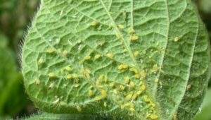 Numerosi acari piccoli su un tappeto evidenziando una infestazione, immagine correlata a rimedi naturali per allontanare gli acari
