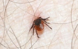 Immagine che mostra numerose zecche su un animale, illustrando uninfestazione da zecche, rilevante per larticolo su precauzioni da prendere per prevenire le punture di zecche