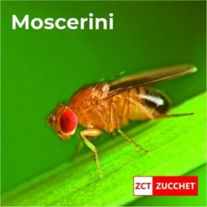 Esperto in tuta protettiva mentre esegue un trattamento per linfestazione di moscerini in una casa