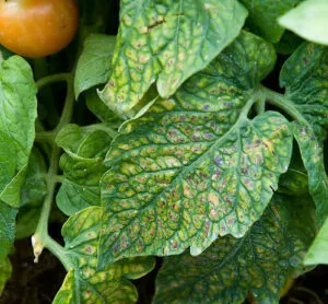 Immagine di un gruppo di moscerini della frutta che infestano un ambiente domestico, riferimento a un articolo che tratta le cause e i rimedi per gli infestazi di moscerini della frutta e della muffa