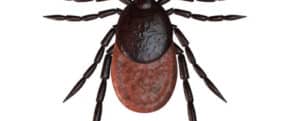Numerose zecche attaccate a un animale domestico evidenziando il concetto di infestazione di zecche, con riferimento allarticolo sulla disinfestazione professionale da zecche