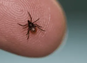 Immagine di zecche numerose attaccate sulla pelle, simbolizzando linfestazione zecche pericolosa per lessere umano