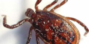 Immagine di numerose zecche infestanti in grosso piano, illustrata nellarticolo che spiega come utilizzare la candeggina contro le zecche