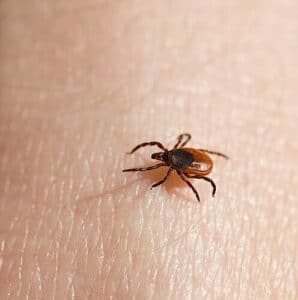 Un giardino infestato da zecche con un primo piano su una zecca attaccata ad un filo derba, con prodotti per la disinfestazione in sfondo