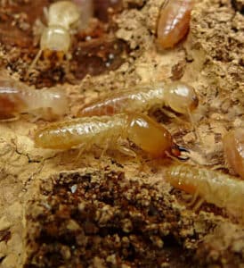 Insetti come le termiti scopri quanto tempo impiega una disinfestazione