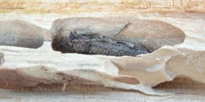 Immagine di insetti mangiatori di legno che possono danneggiare la struttura del legno, con informazioni su come prevenire e trattare i tarli con trattamenti di disinfestazione sicuri ed efficaci