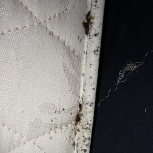 Immagine di un materasso con insetti scopri come riconoscere uninfestazione di cimici da letto