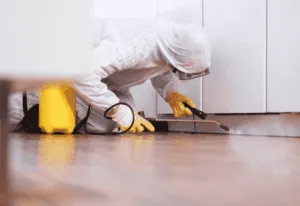 Piccoli insetti neri identificati come Psocotteri, indicando la necessità di un servizio di disinfestazione professionale sicuro e duraturo