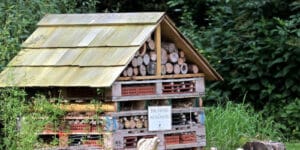 Insetti notturni che infestano la legna in una cucina moderna