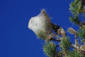 Gruppo di insetti processionarie che si muovono in linea su un albero, rappresentando una minaccia per le piante e potenzialmente peressere umani e animali domestici