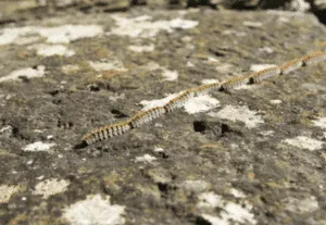 Gruppo di insetti processionarie su un tronco dalbero