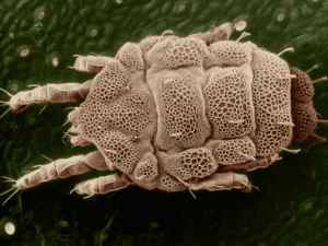 Bottiglia di insetticida specifico per acari utilizzato per proteggere i tessuti