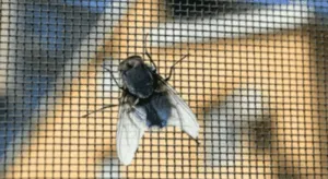 Bottiglia di insetticida spray utilizzato per la prevenzione delle infestazioni di mosche