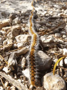 Bottiglia di insetticida specifico per la disinfestazione da processionarie in un contesto naturale