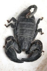 Bottiglia di insetticida per scorpioni utilizzato in casa per contrastare la presenza di questi aracnidi