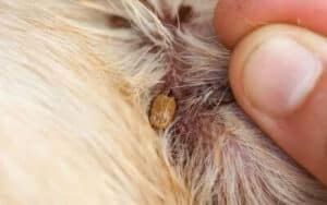 Bottiglia di insetticida per zecche su sfondo bianco, prodotto usato per la disinfestazione da zecche