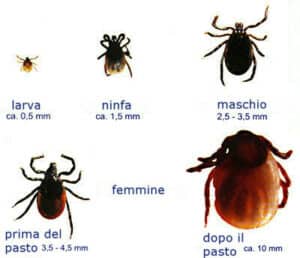 Bottiglia di spray insetticida specifico per zecche usato per prevenire linfestazione nel contesto della salute umana