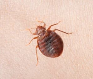 Insetticidi per cimici Uno sguardo ai benefici dellutilizzo di insetticidi per le cimici dei letti e ai possibili effetti delle loro punture