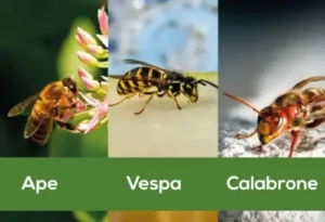 Insetticidi per vespe una guida alla prevenzione delle infestazioni da vespe