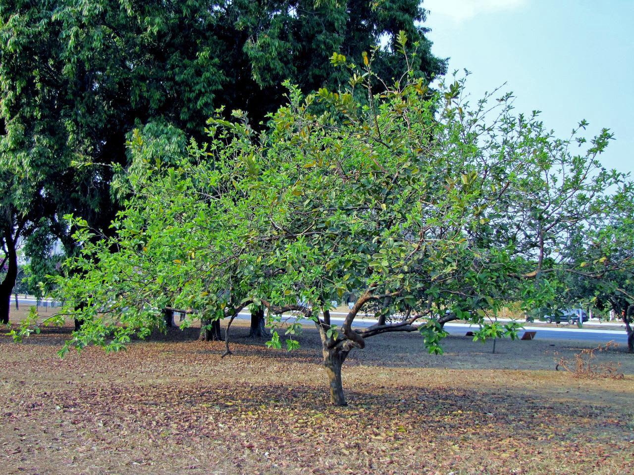 albero guava foto