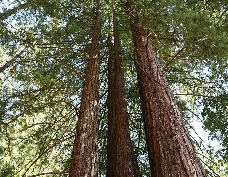Casatessile Sequoia Flügel Decken Kissen – Rosso, 38x38 Cm, 100% Baumwolle