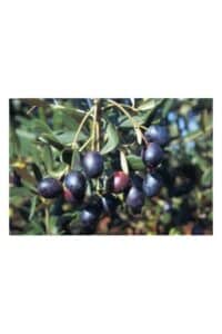 olivo americano
