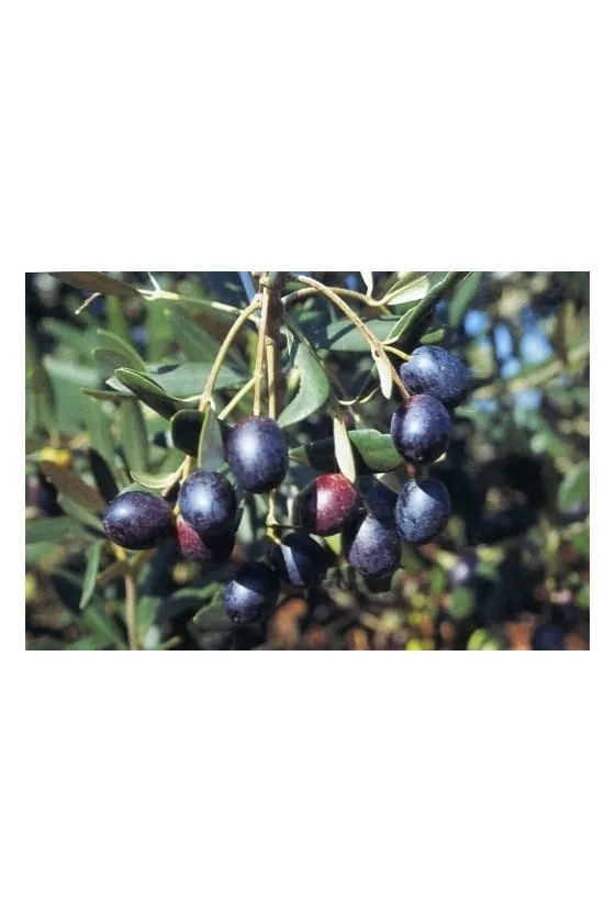 olivo americano