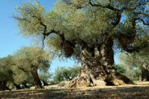 olivo di Oleaster foto