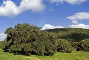 Una scenografia naturale con un albero oleaster al centro dei campi, circondato da un cielo azzurro con nuvole bianche e un cumulo di vegetazione che si estende fino allorizzonte FieldsAlbero quando la natura incontra lesterno