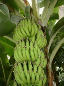 Una banana gialla matura, che cresce su un albero e che viene prodotta per essere consumata come cibo, rappresenta la frutta che ci offre la natura