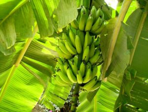 Una banana un alimento sano e nutriente, frutto della pianta Banana che cresce in tutto il mondo e offre ai consumatori un prodotto eccezionale