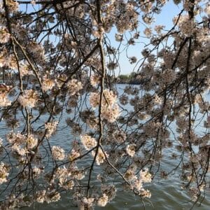 Un meraviglioso spettacolo della natura un albero di ciliegio in fiore allaperto, con le sue delicate foglie e i suoi petali rosati, una vista che cattura lessenza della tradizionale fioritura della Sakura, conosciuta anche come Higan no Sakura