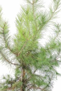 Questa foto mostra un abete orientale, un tipo di pino conosciuto anche come pino aleppo o cipresso È un albero conifero di grande bellezza che può essere visto crescere in natura o utilizzato come pianta ornamentale