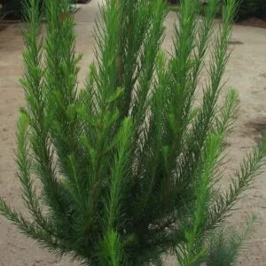 Un albero siberiano imponente, una vecchia pianta di Taxus dai rami rigogliosi, una vegetazione lussureggiante di conifere, tra cui un pino che si erge imponente nel paesaggio Una visione unica ed incantevole!