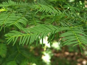 Questa immagine ritrae un albero di tasso giapponese in tutta la sua bellezza Il conifero appartiene alla famiglia del Taxus ed è una pianta che cresce in molti habitat, inclusi i boschi di abete e di pino La vegetazione intorno offre un magnifico contrasto tra i colori verdi e marroni dellalbero