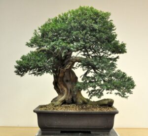 Questa è una foto di una pianta di tasso giapponese, un albero conifera che è diventato un bonsai È stato messo in un vaso per aggiungere un tocco di bellezza alla decorazione della stanza