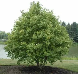 Una foto di un albero di ontano bianco con i suoi frutti e foglie Una pianta rara, dal portamento elegante, che cresce in un bosco verdeggiante Le sue foglie e i suoi frutti sono un prodotto ricercato per le loro proprietà curative I suoi fiori sono una meraviglia per gli occhi, di un colore brillante che si staglia contro il fogliame acerbo Uno spettacolo di ingegnosa naturale a cui è difficile resistere