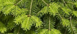 Un pino bianco che si staglia sullo sfondo di una verde vegetazione lalbero dabete è una delle conifere più conosciute e apprezzate