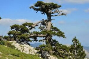 Questa immagine mostra un pino loricato una conifera di abete in un vaso su un pendio ricoperto di vegetazione Il tronco dellalbero, chiamato anche BushAlbero, è ben visibile tra i cespugli Unimmagine idilliaca della natura!